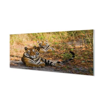 Slika na akrilnem steklu Tigri