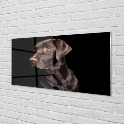 Slika na akrilnem steklu Rjav pes