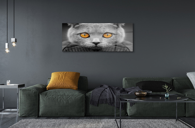 Slika na akrilnem steklu Siva britanska mačka