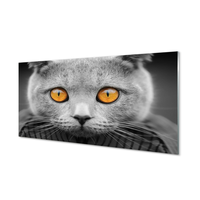Slika na akrilnem steklu Siva britanska mačka