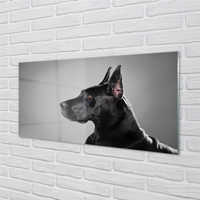 Slika na akrilnem steklu Črni pes