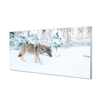 Slika na akrilnem steklu Wolf zimski gozd