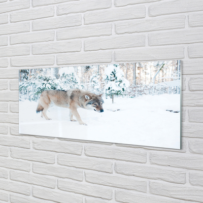 Slika na akrilnem steklu Wolf zimski gozd