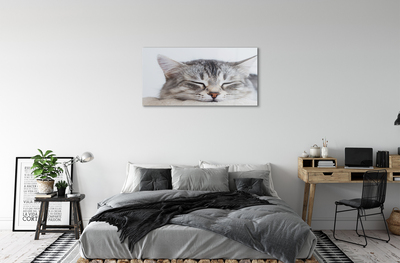 Slika na akrilnem steklu Zaspani maček