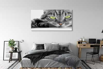 Slika na akrilnem steklu Sivo-črna mačka