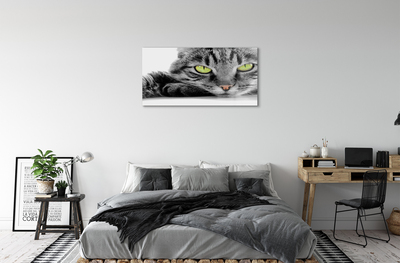 Slika na akrilnem steklu Sivo-črna mačka