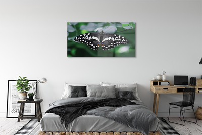 Slika na akrilnem steklu Pisani metulj listi