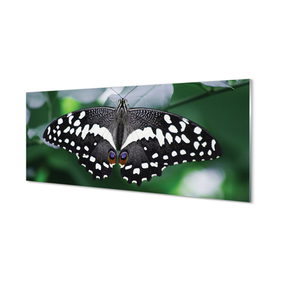 Slika na akrilnem steklu Pisani metulj listi