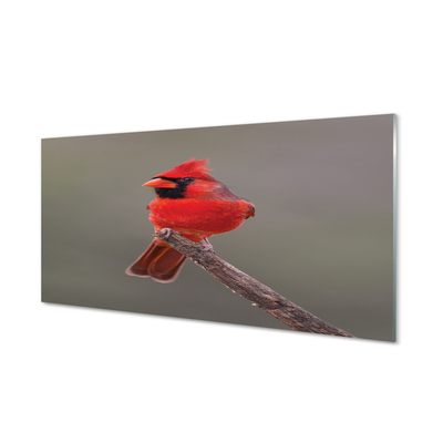 Slika na akrilnem steklu Rdeča papiga na veji