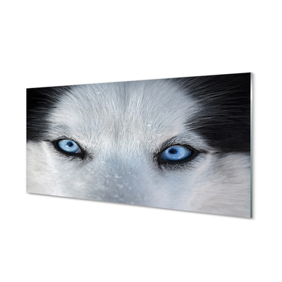 Slika na akrilnem steklu Volk ​​oči