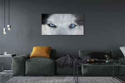 Slika na akrilnem steklu Volk ​​oči