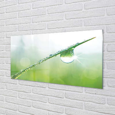 Slika na akrilnem steklu Drop trava makro