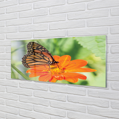 Slika na akrilnem steklu Flower pisane metulj