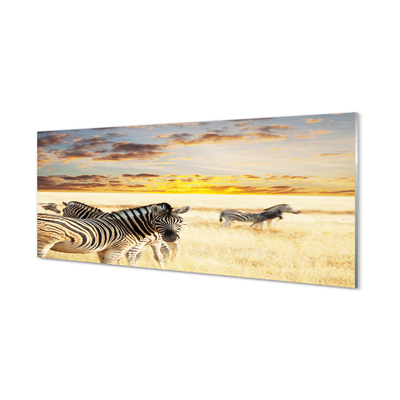 Slika na akrilnem steklu Zebre polje sunset