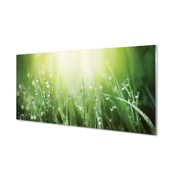 Slika na akrilnem steklu Grass sonce kapljice
