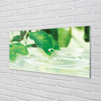 Slika na akrilnem steklu Kapljice listi vodo