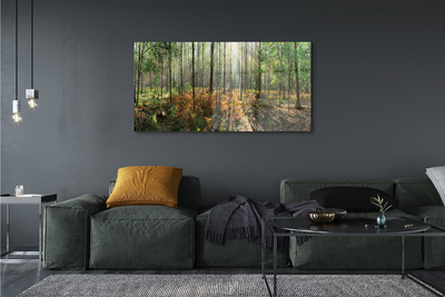 Slika na akrilnem steklu Gozd drevo breza