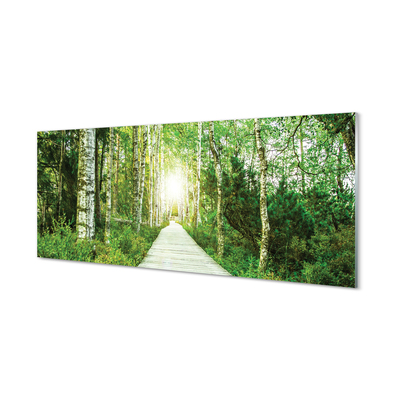 Slika na akrilnem steklu Breza drevo gozdna cesta