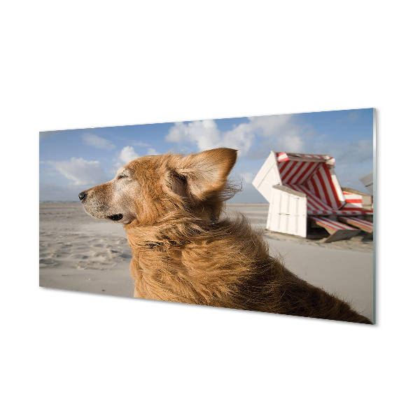 Slika na akrilnem steklu Brown pes na plaži