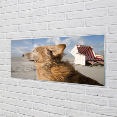 Slika na akrilnem steklu Brown pes na plaži