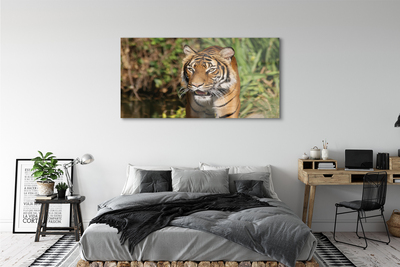 Slika na akrilnem steklu Tiger woods