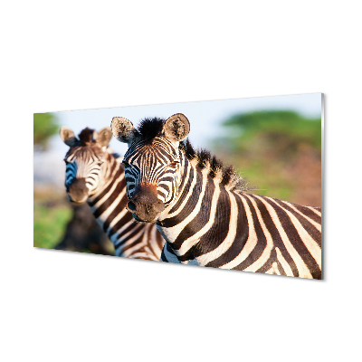 Slika na akrilnem steklu Zebra