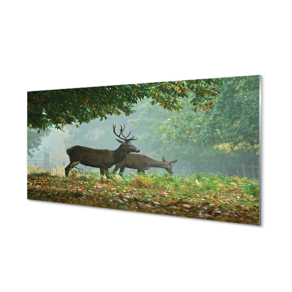 Slika na akrilnem steklu Deer jesenski gozd