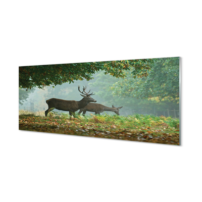 Slika na akrilnem steklu Deer jesenski gozd
