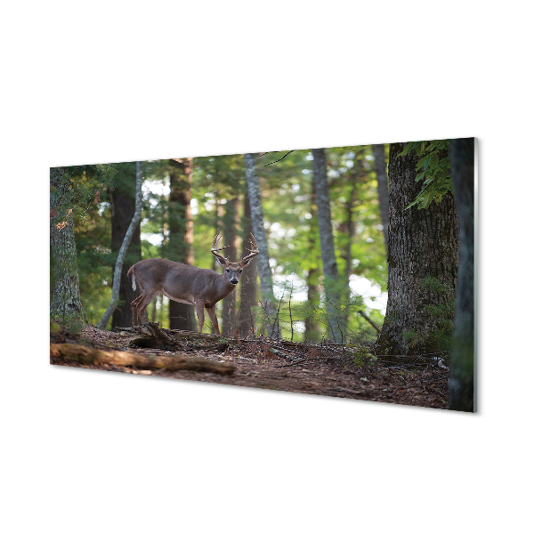 Slika na akrilnem steklu Jelen gozd