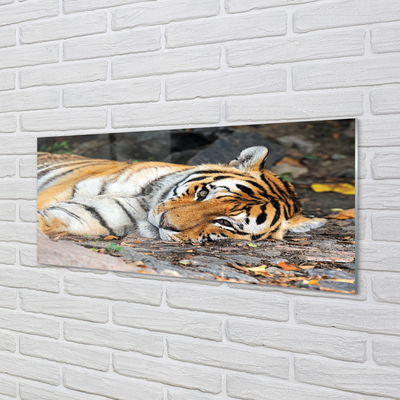 Slika na akrilnem steklu Leži tiger