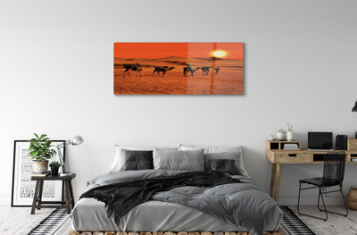 Slika na akrilnem steklu Kamele ljudje puščavsko sonce nebo
