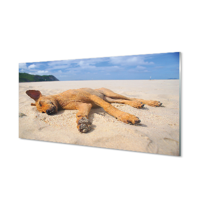 Slika na akrilnem steklu Leži pasjo plažo