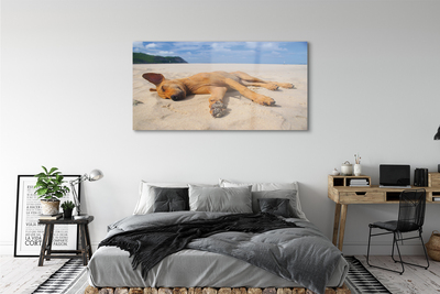 Slika na akrilnem steklu Leži pasjo plažo
