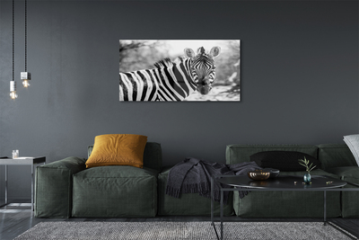 Slika na akrilnem steklu Retro zebra