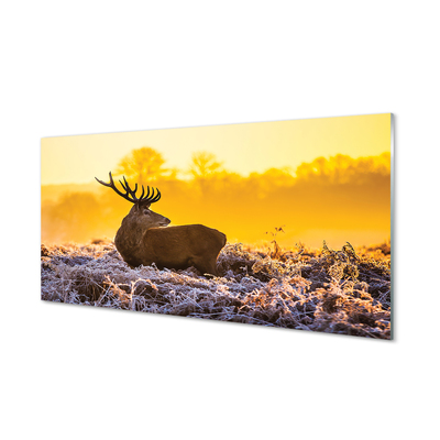 Slika na akrilnem steklu Deer zimski sončni vzhod