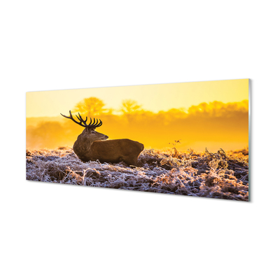 Slika na akrilnem steklu Deer zimski sončni vzhod