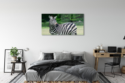 Slika na akrilnem steklu Zebra polje