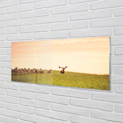 Slika na akrilnem steklu Čreda jelenov polja vzhoda