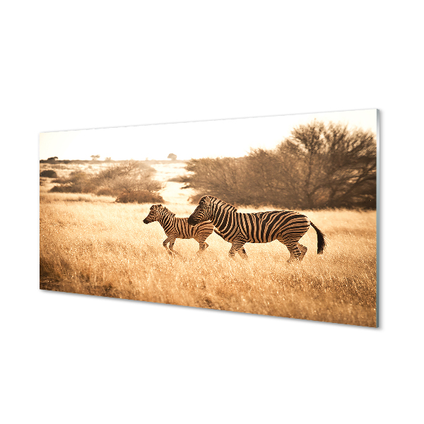 Slika na akrilnem steklu Zebra polje sunset