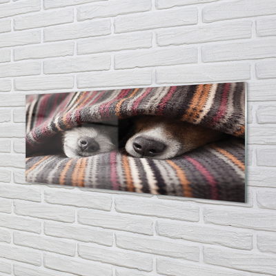 Slika na akrilnem steklu Speči psi