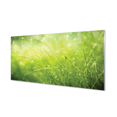 Slika na akrilnem steklu Grass rosišča kapljic