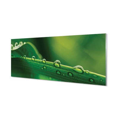 Slika na akrilnem steklu Kapljice trave makro
