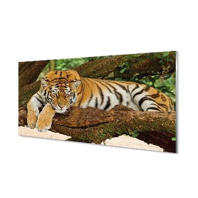 Slika na akrilnem steklu Tiger drevo
