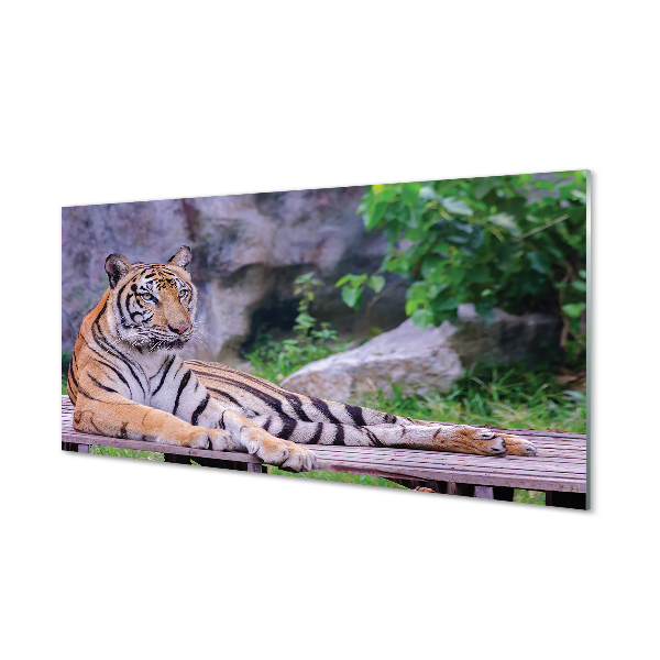 Slika na akrilnem steklu Tiger v živalskem vrtu