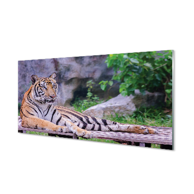 Slika na akrilnem steklu Tiger v živalskem vrtu