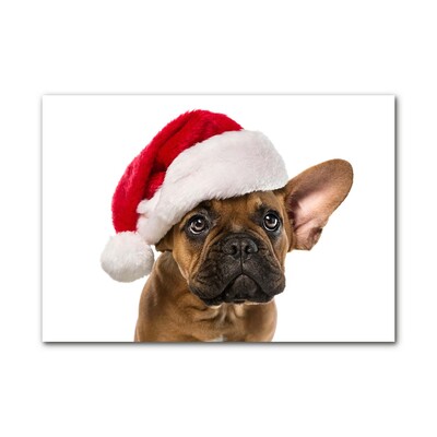 Slika na akrilnem steklu Bulldog Dog božič