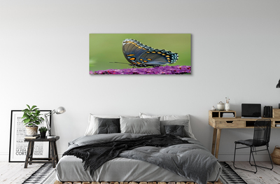 Slika na platnu Pisani metulj na cvetje