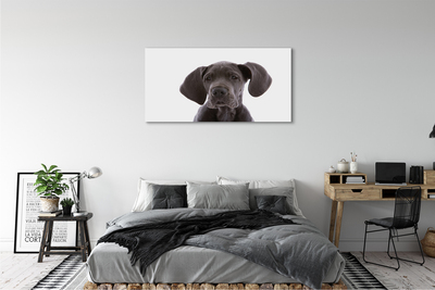 Slika na platnu Rjav pes