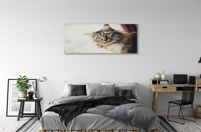 Slika na platnu Maine coon cat