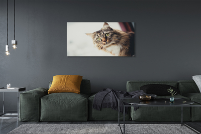 Slika na platnu Maine coon cat